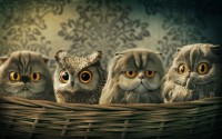 Owl