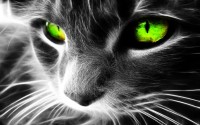 Kitty